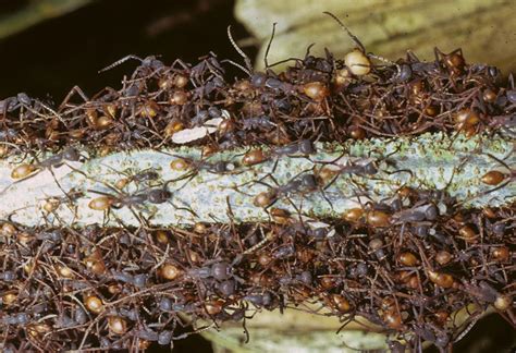 ant mega colony